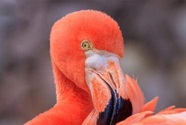 Flamingo Bonaire