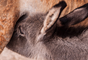 Donkey Bonaire
